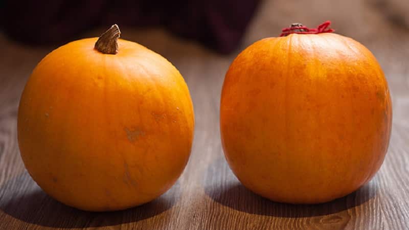 Ano ang mabuti tungkol sa Orange Bush pumpkin at kung bakit dapat mong subukang palaguin ito sa iyong sariling balangkas