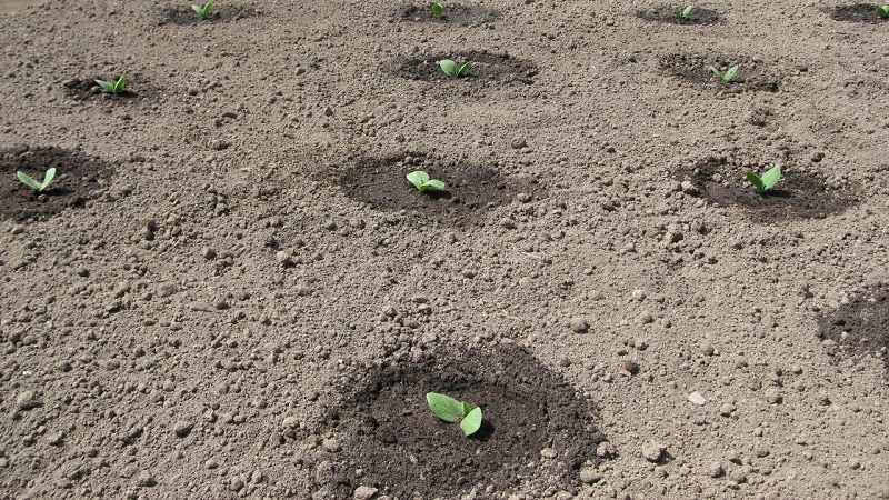 What is good about the Orange Bush pumpkin and why you should try growing it on your own plot