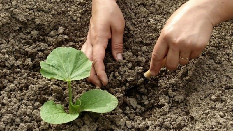 What is good about the Orange Bush pumpkin and why you should try growing it on your own plot