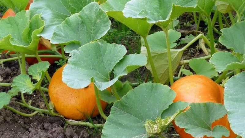 Wat is er goed aan de Orange Bush-pompoen en waarom zou je hem op je eigen perceel moeten kweken?