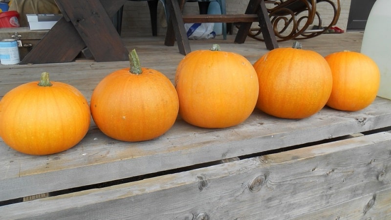 ¿Qué tiene de bueno la calabaza Orange Bush y por qué deberías intentar cultivarla en tu propia parcela?