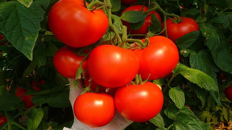 Si voleu obtenir una collita primerenca de tomàquets sucosos i dolços, cultiva el tomàquet Eijen f1 sense gaires molèsties