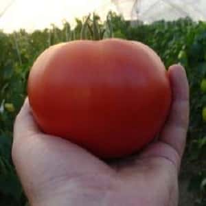 Wenn Sie eine frühe Ernte saftiger und süßer Tomaten erzielen möchten, bauen Sie die Tomate Eijen f1 ohne großen Aufwand an