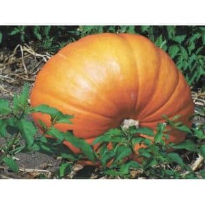 Estem establint rècords de rendiment cultivant una varietat gegant de carbassa anomenada Hundred Pumpkin a la nostra parcel·la.