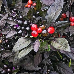 Pimenta decorativa incrível Black Prince: cultivando você mesmo uma planta exótica