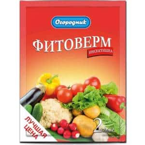 Удивителен декоративен пипер Черен принц: отглеждайте сами екзотично растение