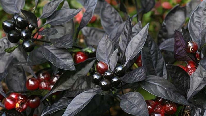 Increïble pebre decoratiu Príncep negre: cultivar tu mateix una planta exòtica