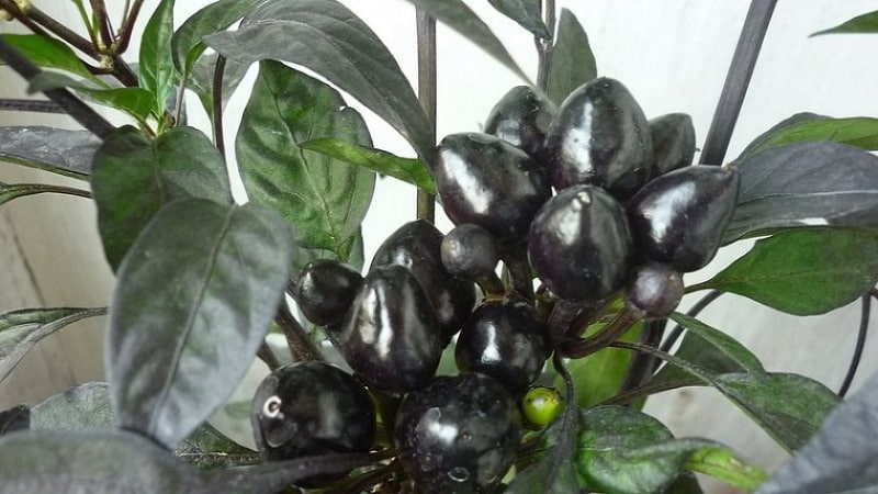 Pimenta decorativa incrível Black Prince: cultivando você mesmo uma planta exótica