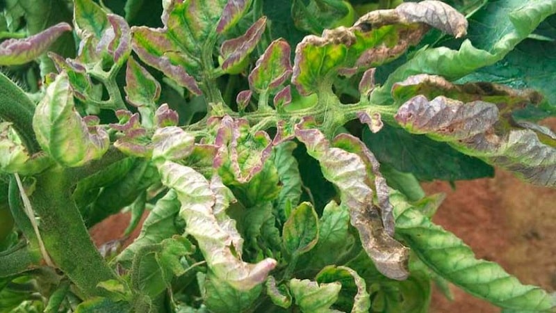 Tomaten vor Kraut- und Knollenfäule retten: Volksheilmittel, die helfen, die Krankheit wirksam zu überwinden