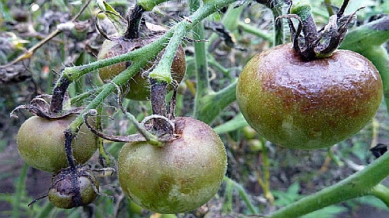 Salvare i pomodori dalla peronospora: rimedi popolari che aiuteranno a superare efficacemente la malattia