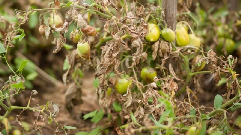 Saving tomatoes from late blight: folk remedies that will help effectively overcome the disease