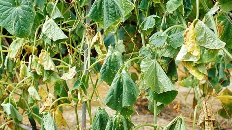 How to deal with fusarium blight on cucumbers: life-saving advice from gardeners and proven remedies