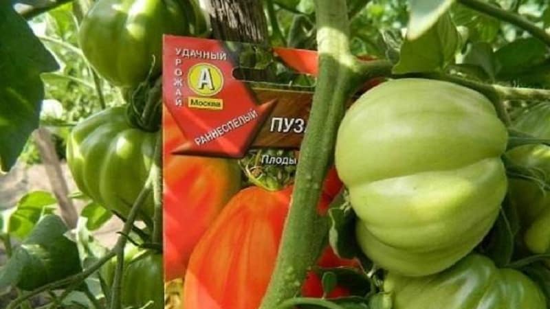 ¿Vale la pena intentar cultivar el tomate Puzata Khata y cómo podría atraer a agricultores principiantes y experimentados?