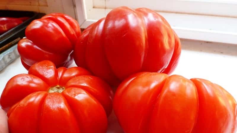 Vale a pena tentar cultivar o tomate Puzata Khata e como ele pode agradar tanto a agricultores iniciantes quanto a experientes