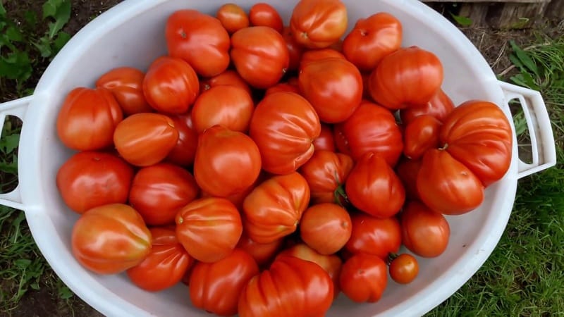 Adakah patut mencuba menanam tomato Puzata Khata dan bagaimana ia boleh menarik minat petani pemula dan berpengalaman