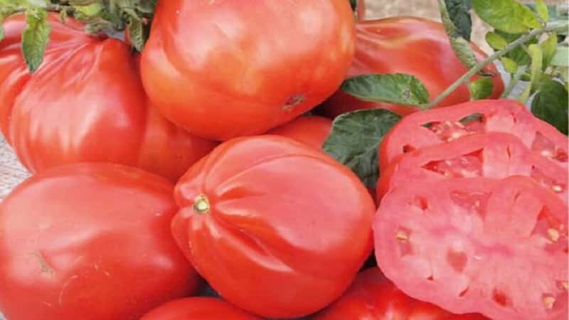 Vale a pena tentar cultivar o tomate Puzata Khata e como ele pode agradar tanto a agricultores iniciantes quanto a experientes