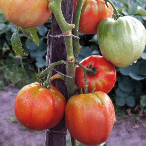 Eine ausgezeichnete Sorte für den Frischverzehr – die portugiesische Dacosta-Tomate und die Merkmale ihrer Agrartechnologie