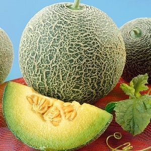 Review of the sweet and juicy melon variety Slavia