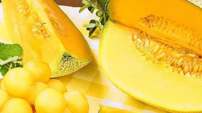 Repasuhin ang matamis at makatas na iba't ibang melon na Slavia