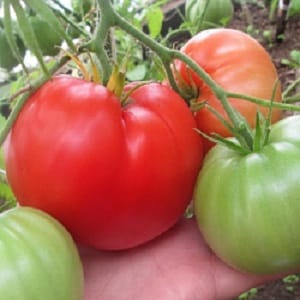 Pelbagai salad dengan pulpa berisi - tomato Raspberry Dawn