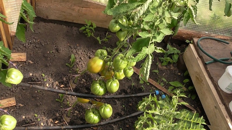 Etli etli salata çeşidi - Ahududu Şafak domatesi