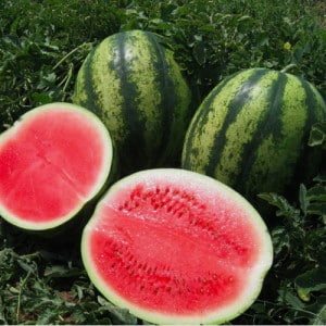 Late watermelon Chill: γιατί το λατρεύουν οι αγρότες και πώς να το καλλιεργήσουν σωστά