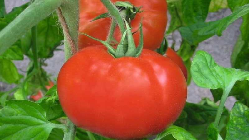 An early ripe hybrid for the southern regions of the country - tomato Polonaise f1 and the secrets of increasing its yield