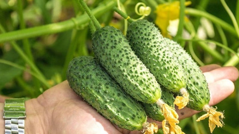 Birçok bahçıvanın kalbini kazanmayı başaran yeni ama gelecek vaat eden Shosha salatalık çeşidi