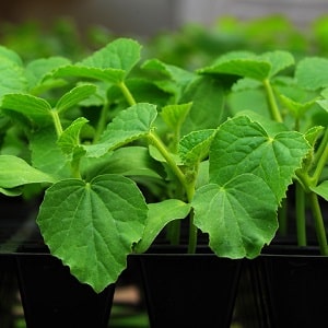 Una nueva pero prometedora variedad de pepinos Shosha que ha logrado conquistar el corazón de muchos jardineros.