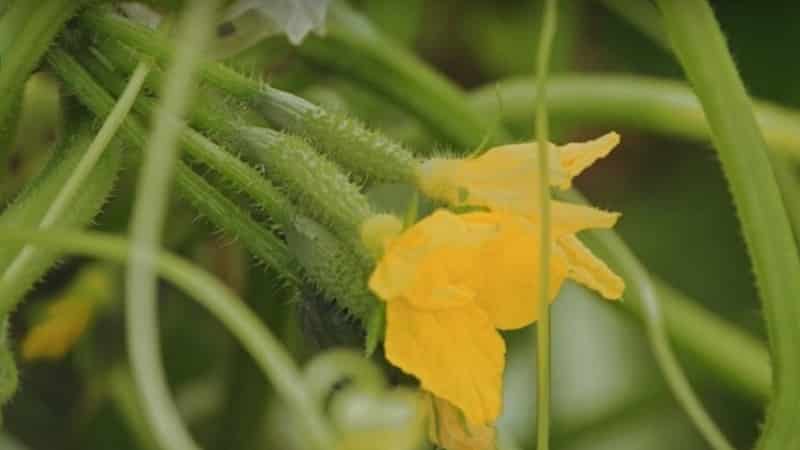 Una nuova ma promettente varietà di cetrioli Shosha che è riuscita a conquistare il cuore di molti giardinieri