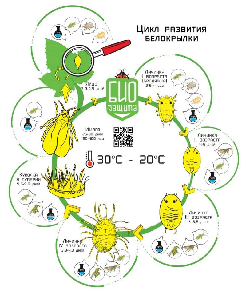 How to destroy whiteflies on tomatoes: proven methods and methods of prevention