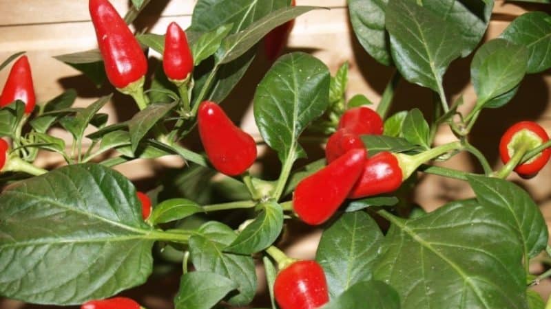 Mire jó az Ogonyok paprika fajtája és hogyan lehet helyesen termeszteni otthon