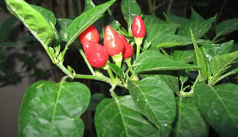 Ano ang maganda sa iba't ibang paminta ng Ogonyok at kung paano ito palaguin ng tama sa bahay