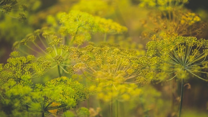 What is the best way to treat dill against aphids?