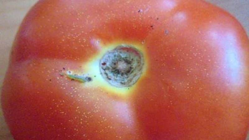 Combatemos as pragas de maneira fácil e eficaz: como tratar tomates com vermes para salvar sua colheita