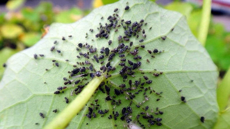 Pourquoi les pucerons noirs sont dangereux sur les concombres et comment lutter le plus efficacement possible contre ce ravageur