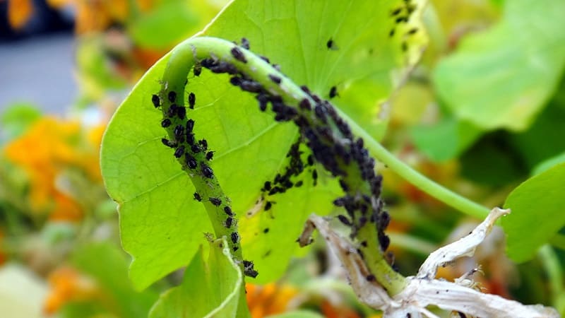 Mengapa aphids hitam berbahaya pada timun dan bagaimana untuk memerangi perosak dengan berkesan yang mungkin