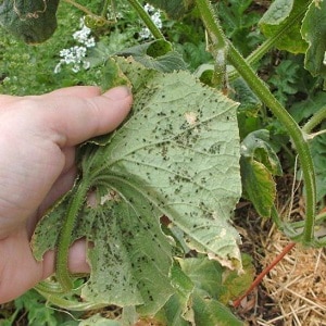 Why black aphids are dangerous on cucumbers and how to combat the pest as effectively as possible