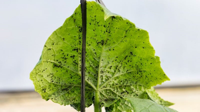 Mengapa aphids hitam berbahaya pada timun dan bagaimana untuk memerangi perosak dengan berkesan yang mungkin