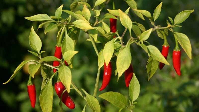 Ang mga benepisyo sa kalusugan ng cayenne pepper at kung paano ito palaguin ng tama