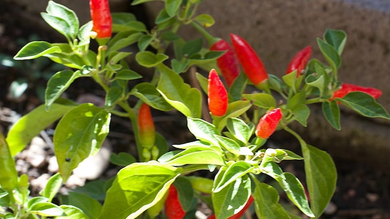 Ang mga benepisyo sa kalusugan ng cayenne pepper at kung paano ito palaguin ng tama