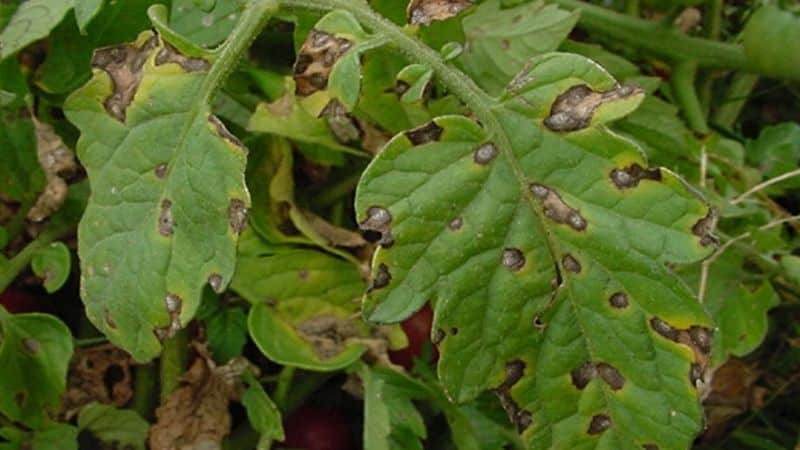 Varför svarta fläckar kan dyka upp på tomatblad i ett växthus och hur man blir av med dem: spara grödan effektivt