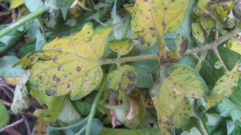 Varför svarta fläckar kan dyka upp på tomatblad i ett växthus och hur man blir av med dem: spara grödan effektivt