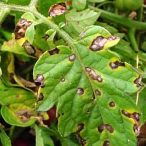 Por que podem aparecer manchas pretas nas folhas do tomate em uma estufa e como se livrar delas: salvando a colheita de forma eficaz