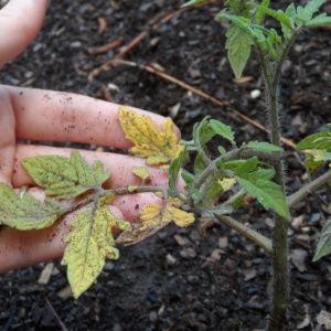 Waarom er zwarte vlekken kunnen ontstaan ​​op tomatenbladeren in een kas en hoe u deze kunt verwijderen: het gewas effectief redden