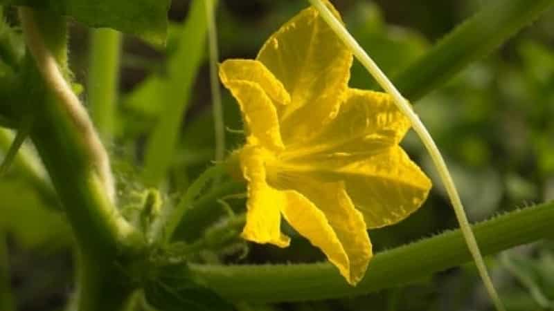 Hva du skal gjøre med tomme blomster på agurker i et drivhus og hvordan du kan forhindre at de vises