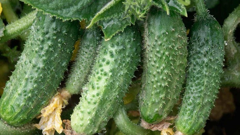 Que faire des fleurs vides sur les concombres dans une serre et comment éviter leur apparition