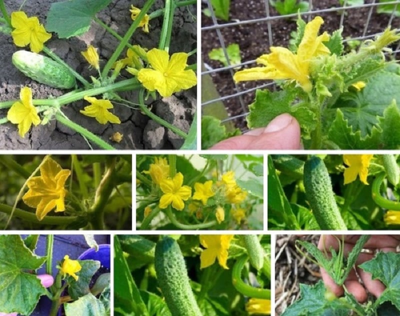 Qué hacer con las flores vacías de los pepinos en un invernadero y cómo prevenir su aparición.