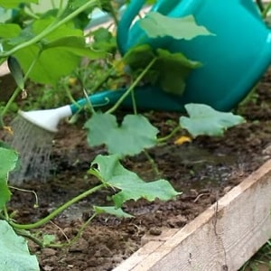 Qué hacer con las flores vacías de los pepinos en un invernadero y cómo prevenir su aparición.