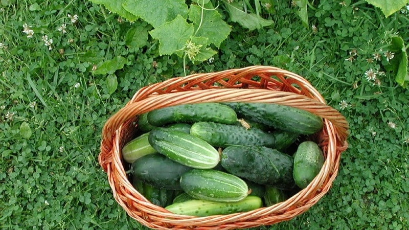 Que faire des fleurs vides sur les concombres dans une serre et comment éviter leur apparition